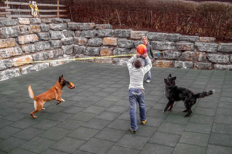 Play and sport with dogs, whether as a family, in agility or dog dancing, is best done on a non-slip and weatherproof dog floor covering from WARCO.