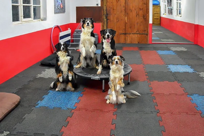 Indoors, in a dog school or a dog training hall, WARCO rubber granulate slabs provide a non-slip and elastic training surface.