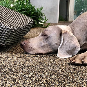 Weimaraner lying relaxed in front of wicker chair on brown WARCO--dog floor covering.